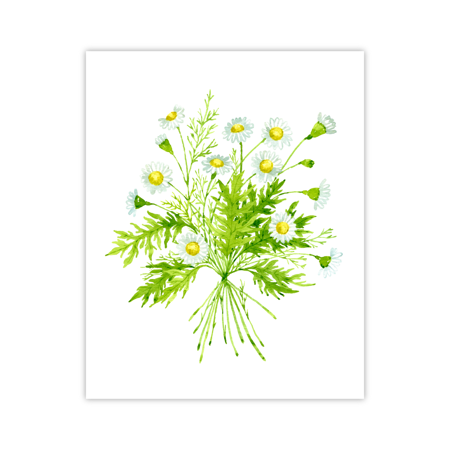 Chamomile Print | Botanical Bouquets