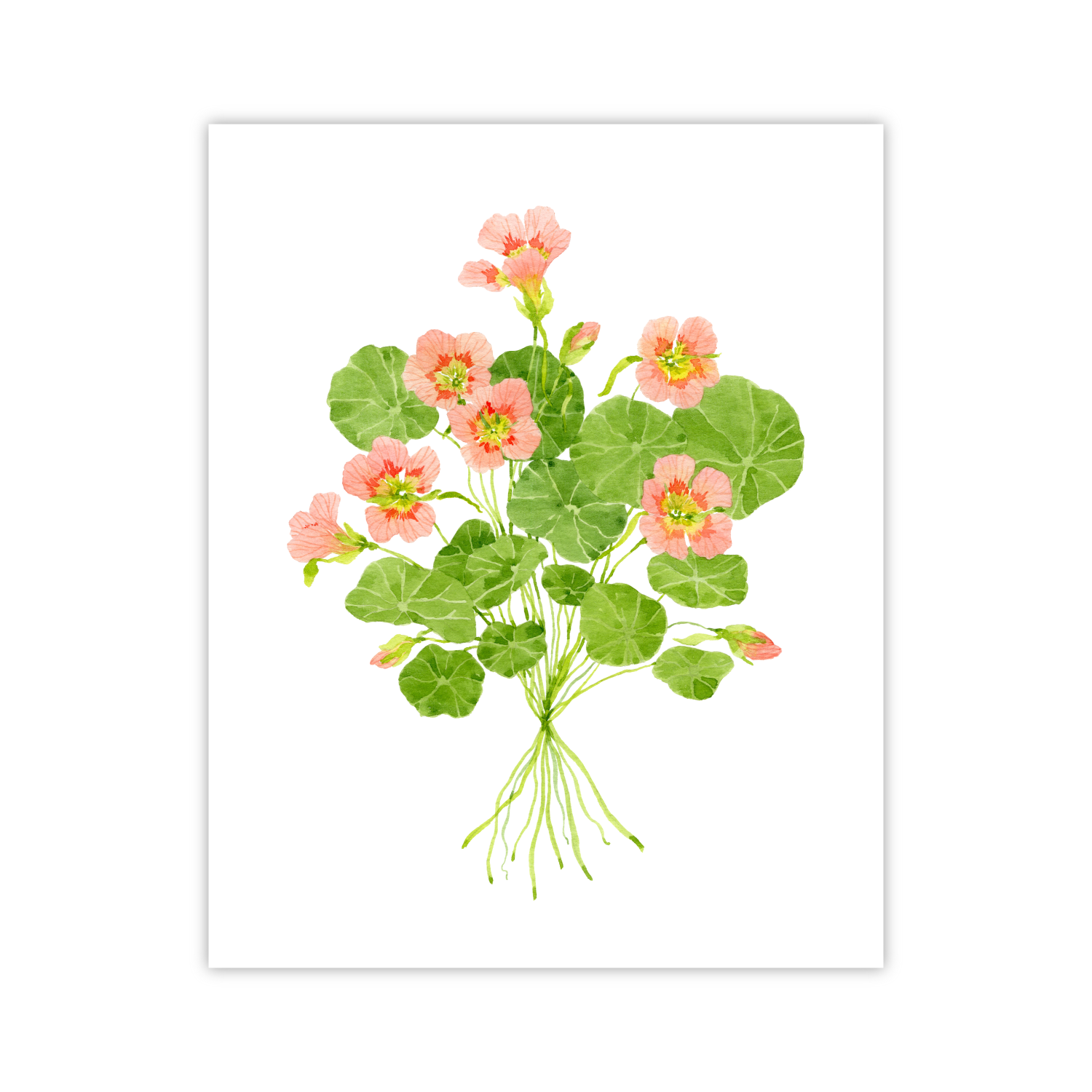 Nasturtium Print | Botanical Bouquets